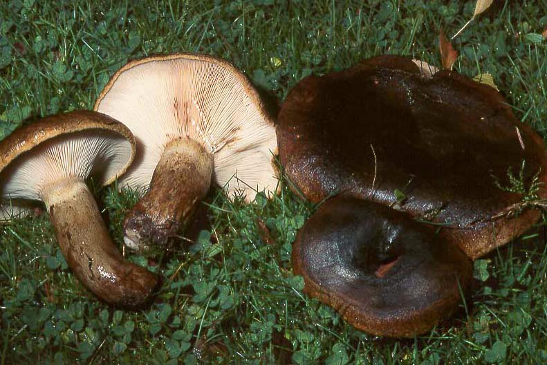 Lactarius olivaceoumbrinus